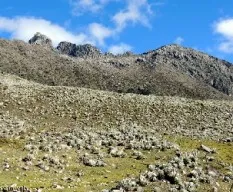 Pico campanario