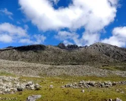 Pico campanario