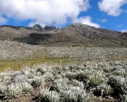 Pico campanario