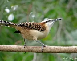 Campylorhynchus rufinucha