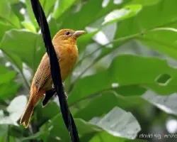 Piranga rubra