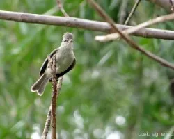 Camptostoma imberbe