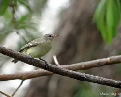 Camptostoma imberbe