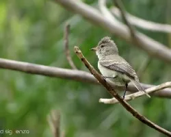 Camptostoma imberbe