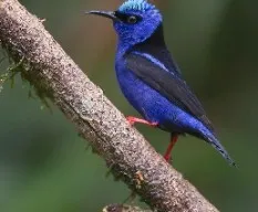 Cyanerpes cyaneus