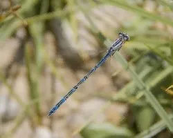  e.cyathigerum  