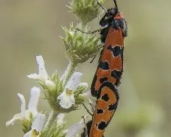 Zigaena fausta