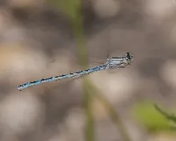  e.cyathigerum  