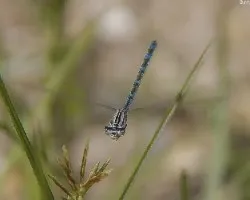  e.cyathigerum  