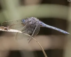 Orthetrum coerulescens