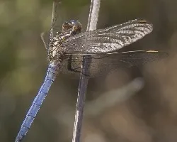 Orthetrum coerulescens
