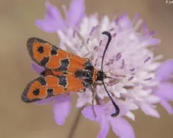 Zigaena fausta