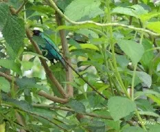 Chlorophanes spiza