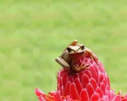 Smilisca phaeota