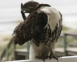 Buteo platypterus