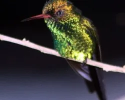 Amazilia beryllina