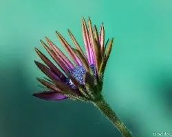 Osteospermum