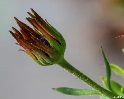 Osteospermum