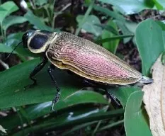 Euchroma gigantae