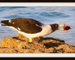 Larus belcheri