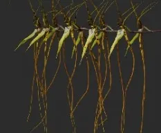  Brassia sp