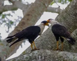 Caracara cheriway