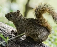 Ardilla