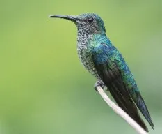 Florisuga mellivora