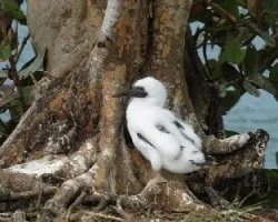 Sula leucogaster