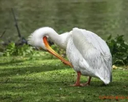 Pelecanus erythrorhynchos