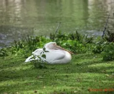 Pelecanus erythrorhynchos