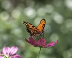 Mariposa