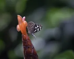 Mariposa
