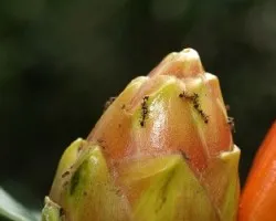 Hormigas