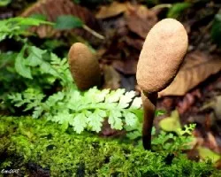 Hongos alargados
