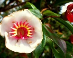 Blakea granatensis