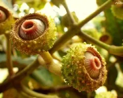 Cápsulas vegetales