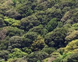 Bosques del guarco