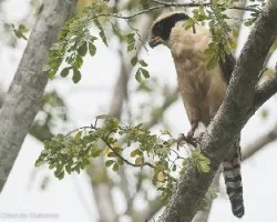 Herpetotheres cachinnans