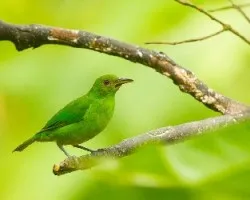 Chlorophanes spiza