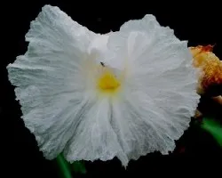 Costus spicatus