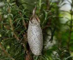 Id???