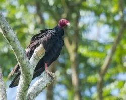 Cathartes aura