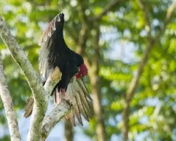 Cathartes aura