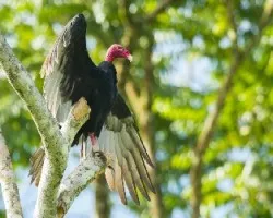 Cathartes aura