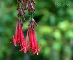 Florecillas