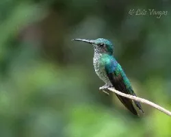 Florisuga mellivora