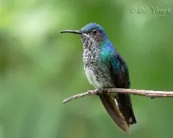 Florisuga mellivora