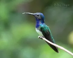 Florisuga mellivora