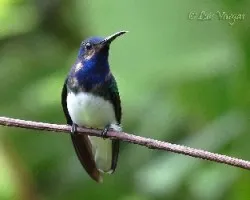 Florisuga mellivora
